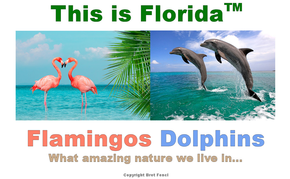 This Is Florida&TRADE; Flamingos, Dolphins, what amazing nature we live in...